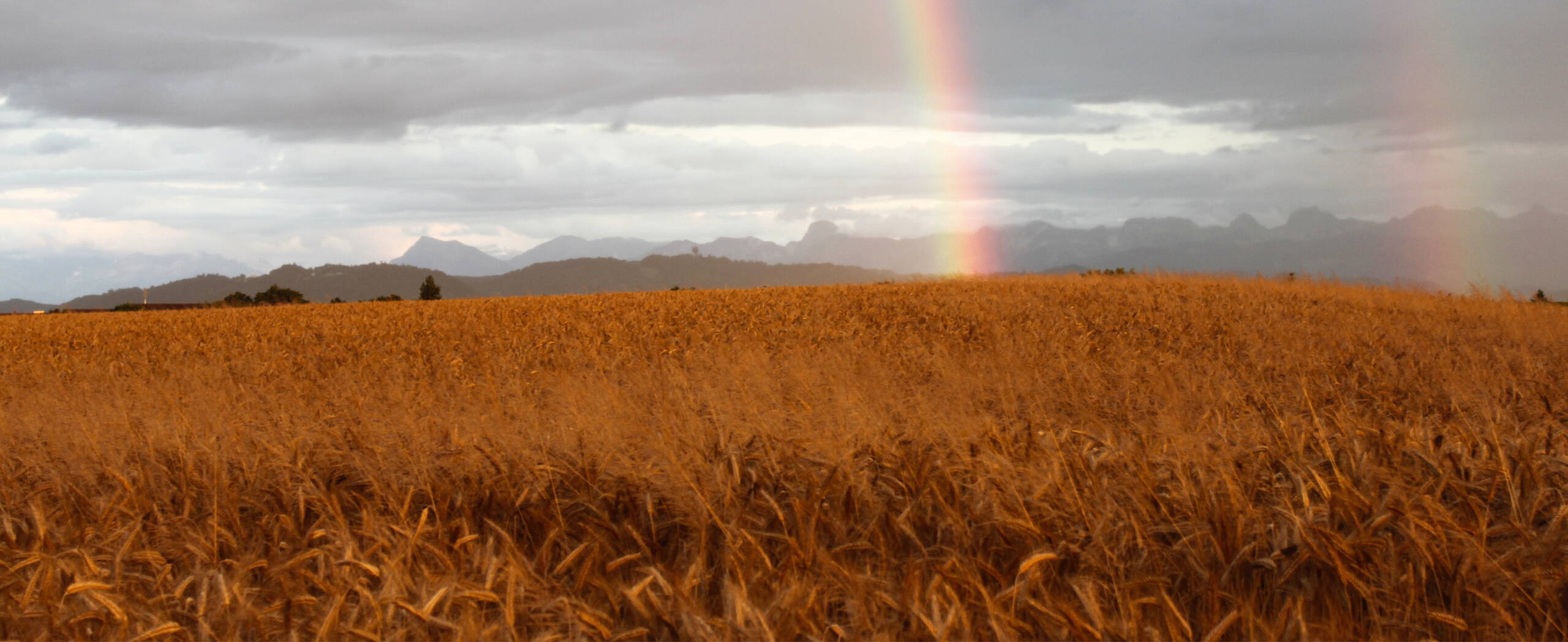 Regenbogen Regenbogen über Kornfeld, Berge im Hintergrund.