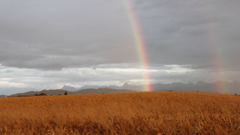 Kornfeld mit Regenbogen, Berge im Hintergrund.