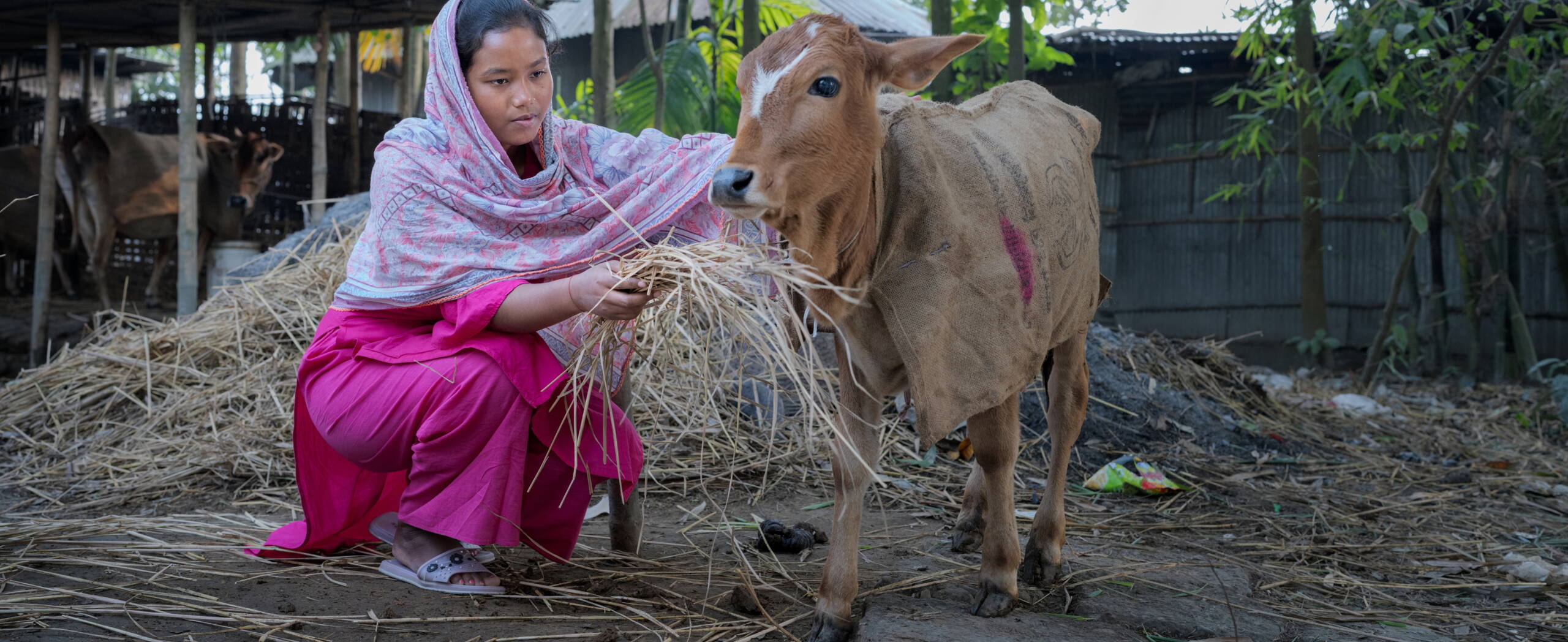 Ein Mädchen füttert ein Kalb mit Stroh.