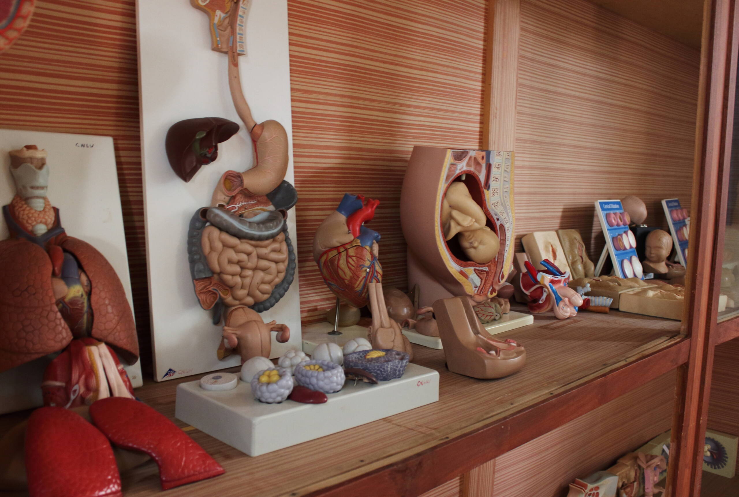 In einem Schrank stehen Modelle von menschlichen Organen.